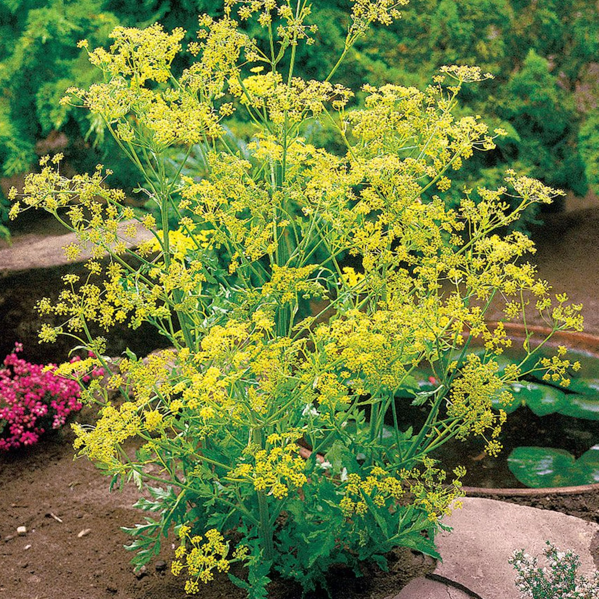 flowering dill plants in backyard