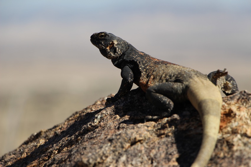 chuckwalla