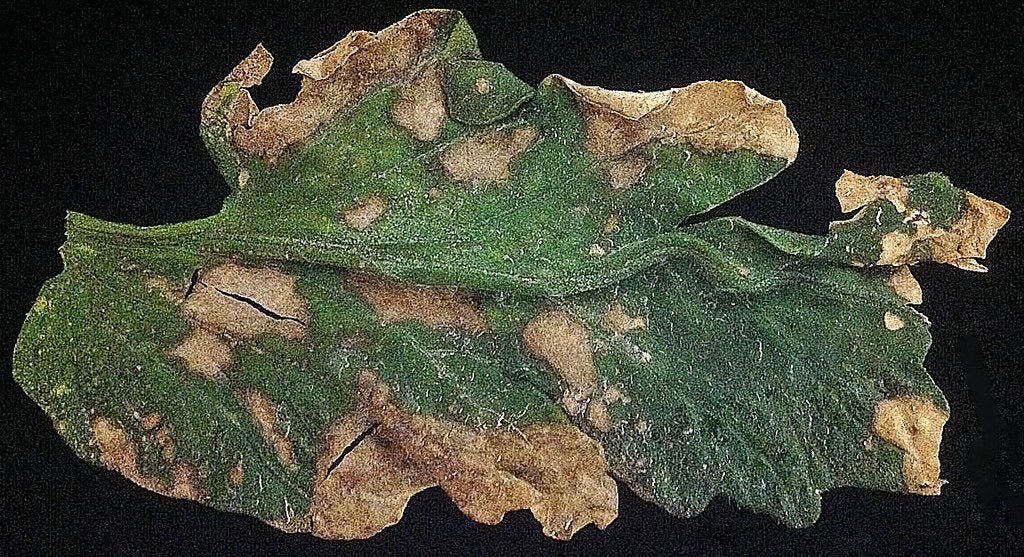 anthracnose