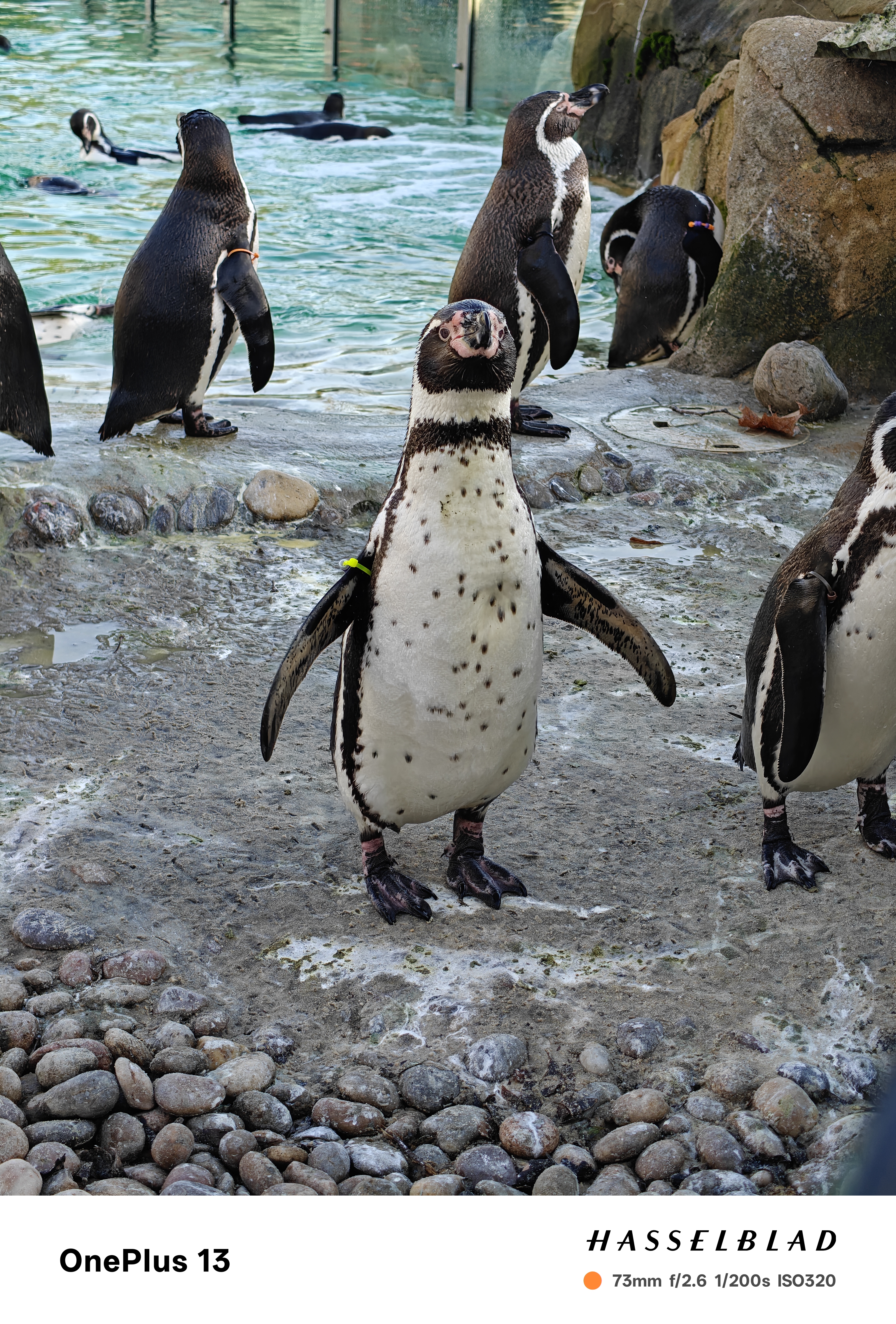 Penguins at the zoo standing on a rocky area near a pool