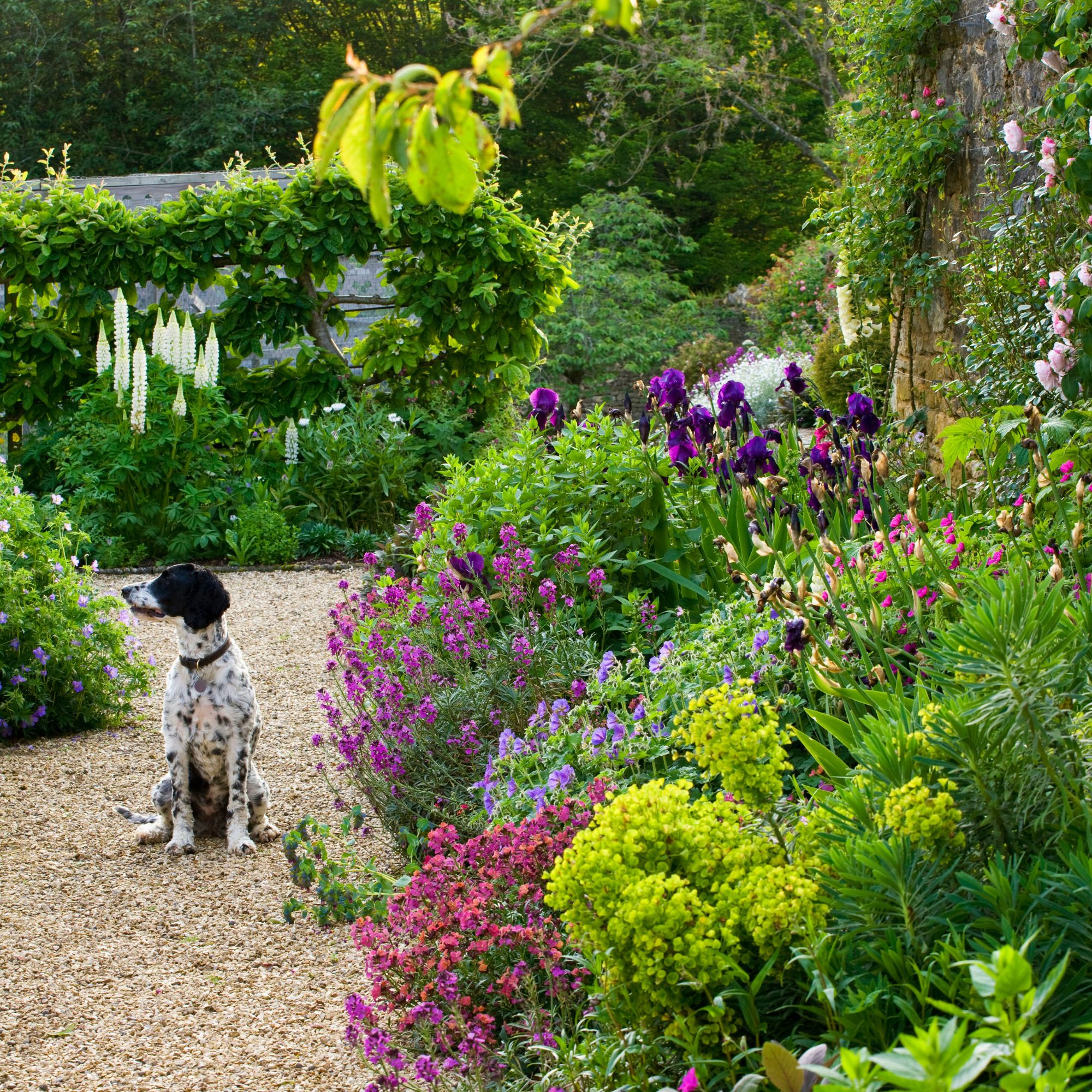 Wallflowers in a garden border