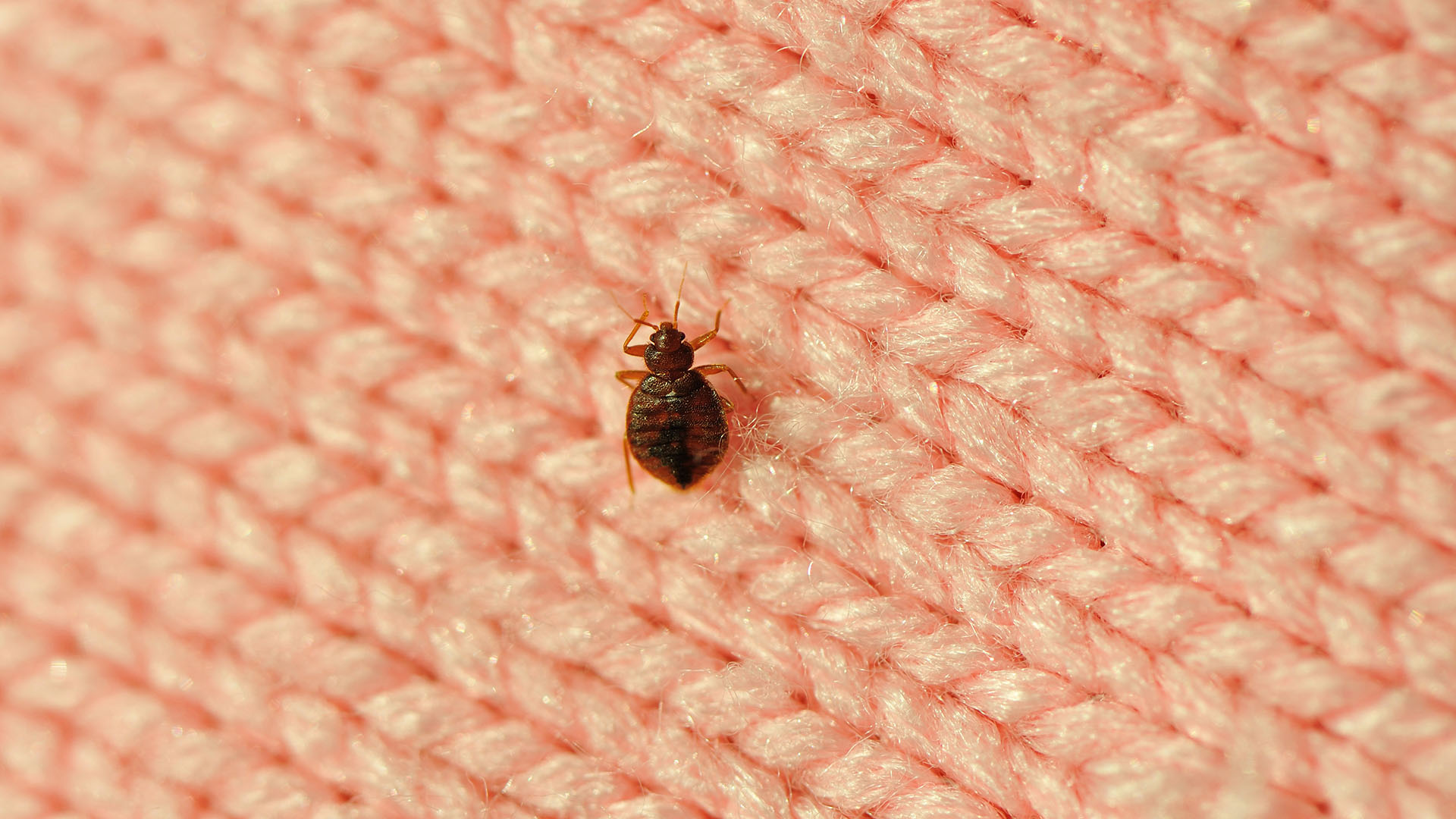 Close up of bedbug
