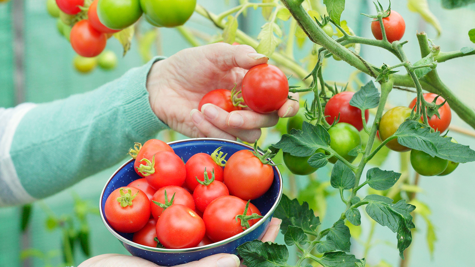 Gardener picks ripe tomatoes from the vine
