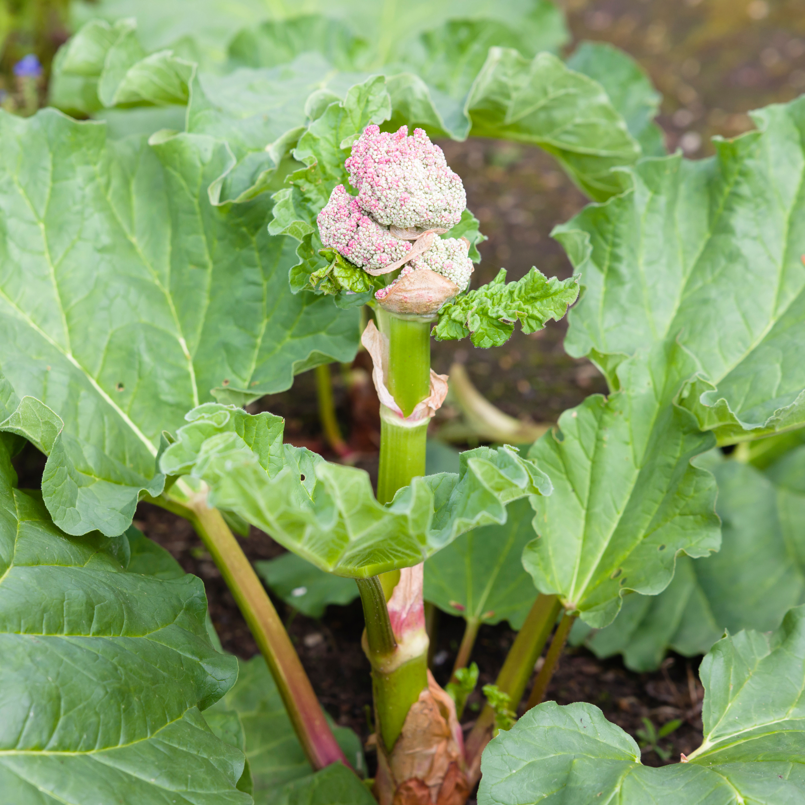 Rhubarb flower on plant