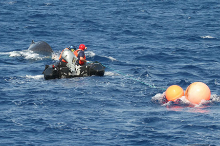 humpback whale, endangered animals, sanctuaries