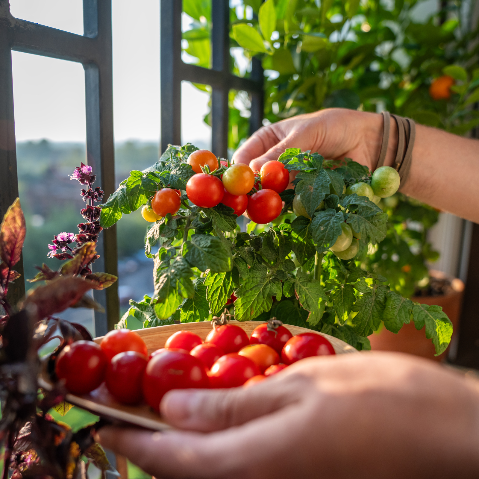 Young man's hands harvesting tomatoes from small balcony tomato container garden
