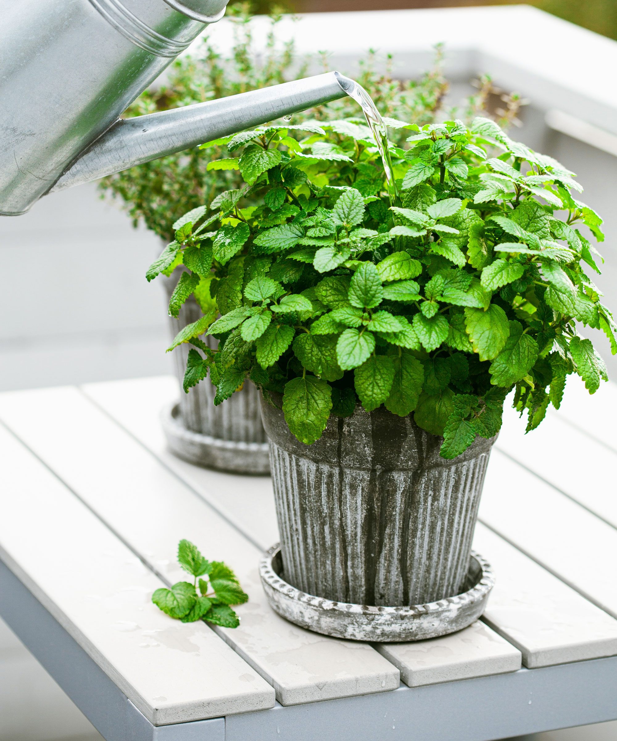 watering herbs in silver pots on white wooden table