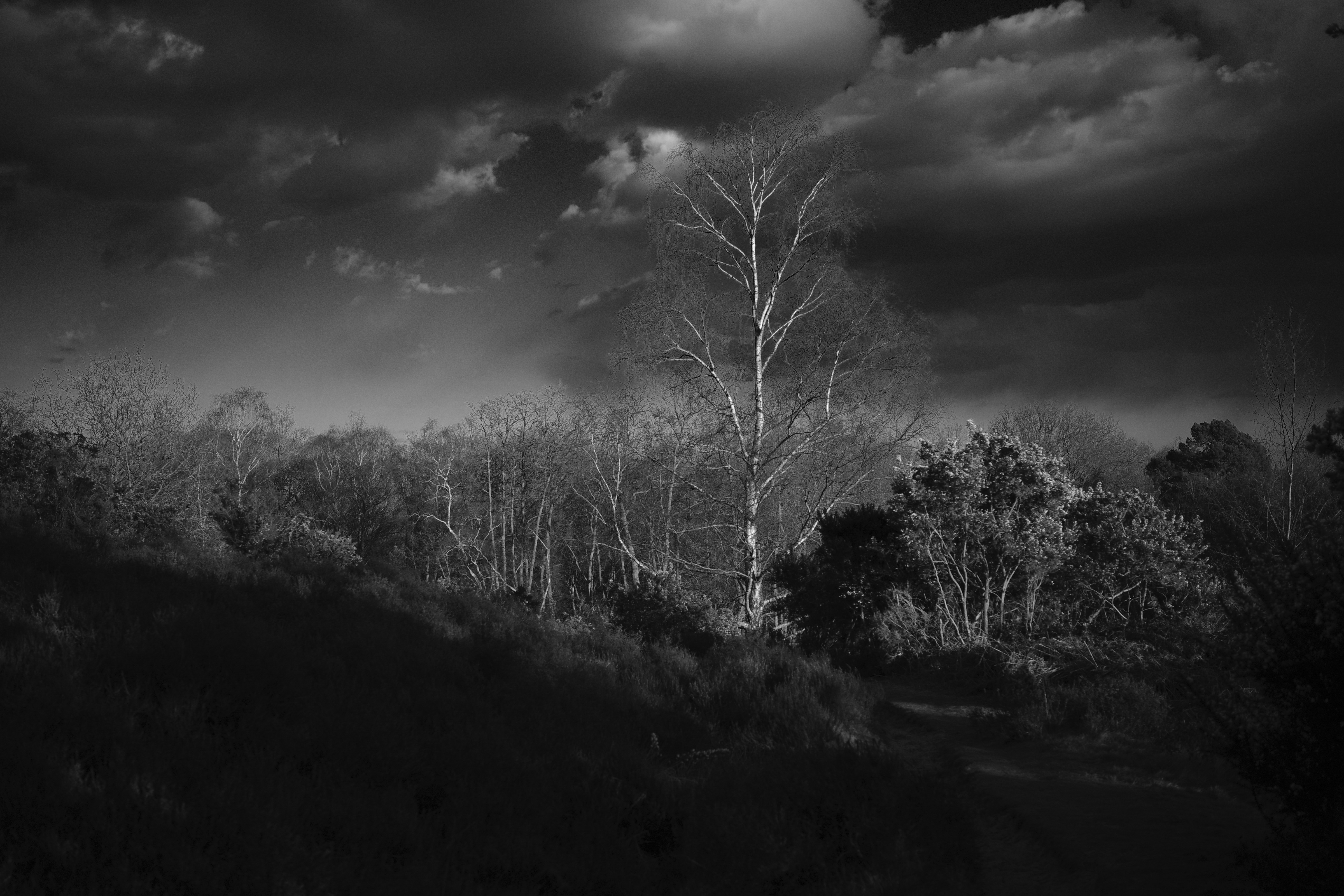 Black and white shot of trees in sunlight