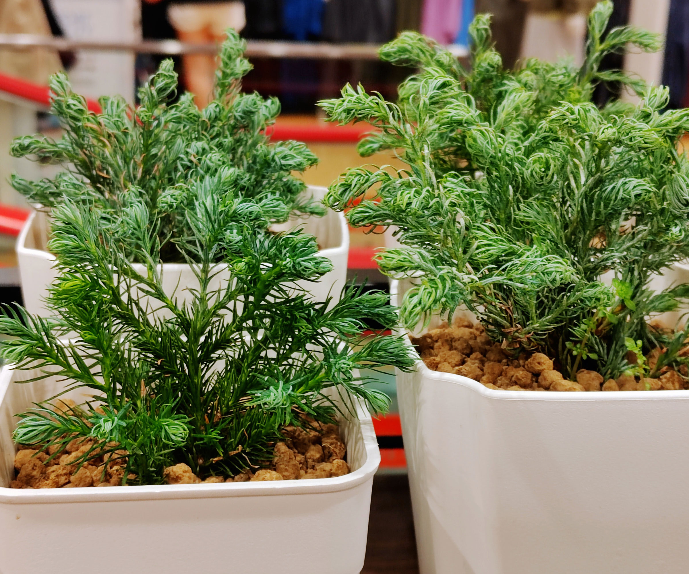 boulevard cypress trees in containers