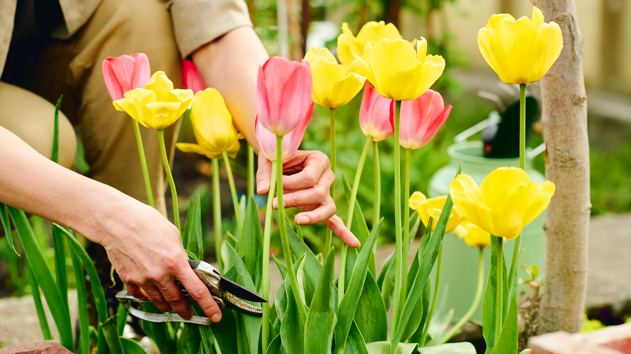 Tulip stems being cut 