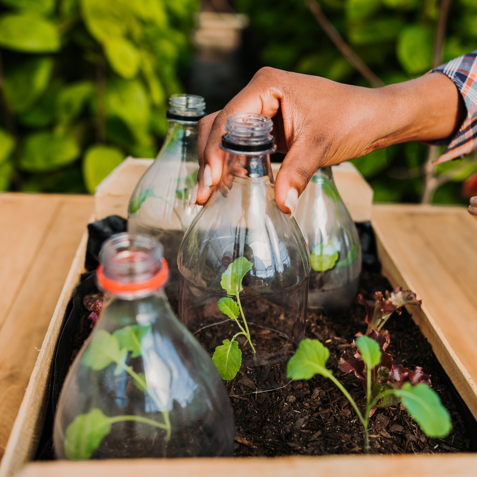 Gardener places a recycled soda bottle over top of seedlings