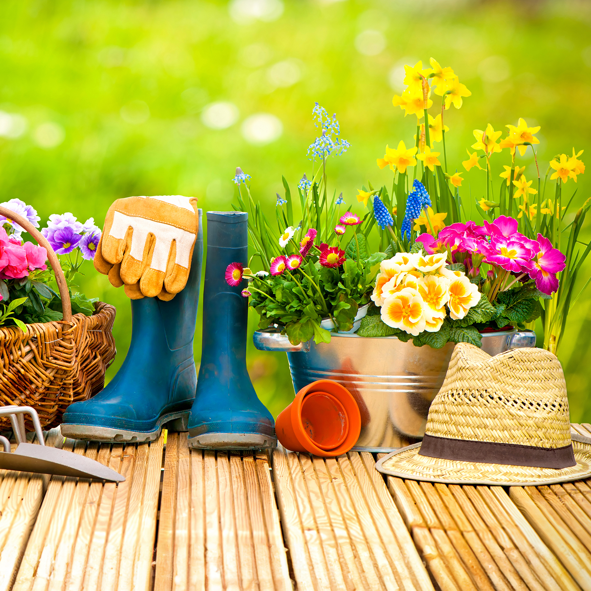 Spring gardening still life featuring plants and tools