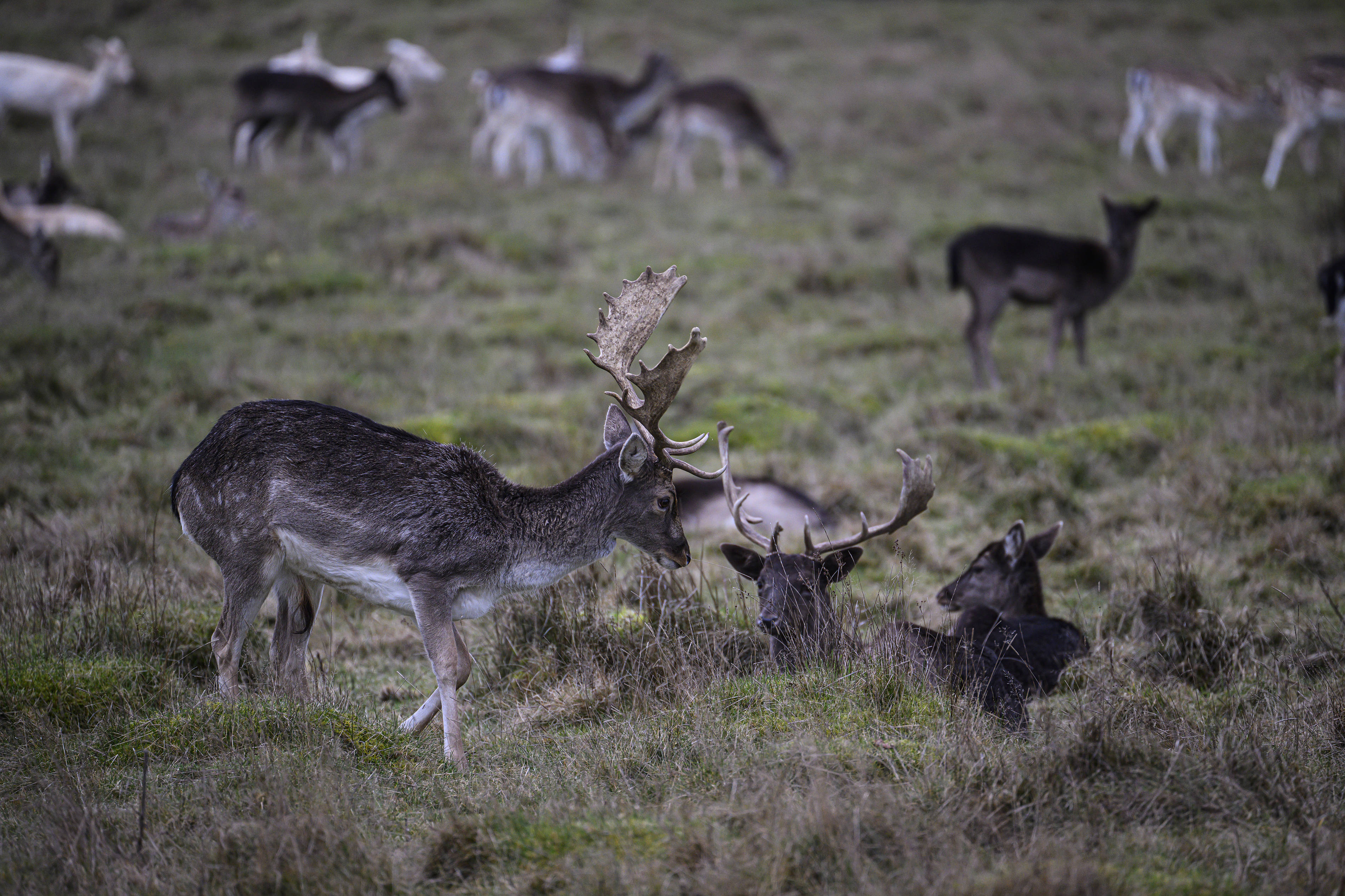 A herd of deer in a field