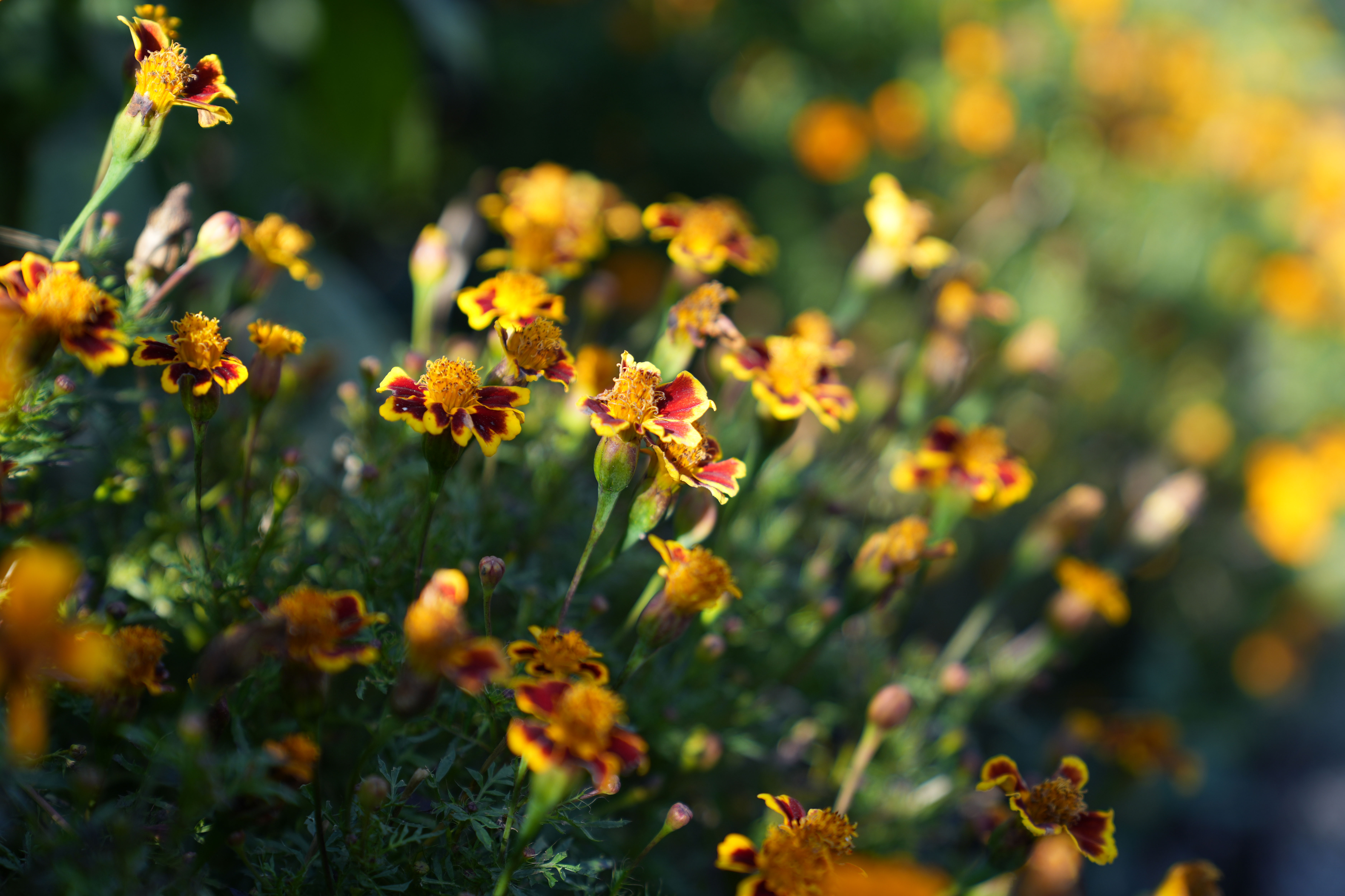 Sony A7 IV sample image