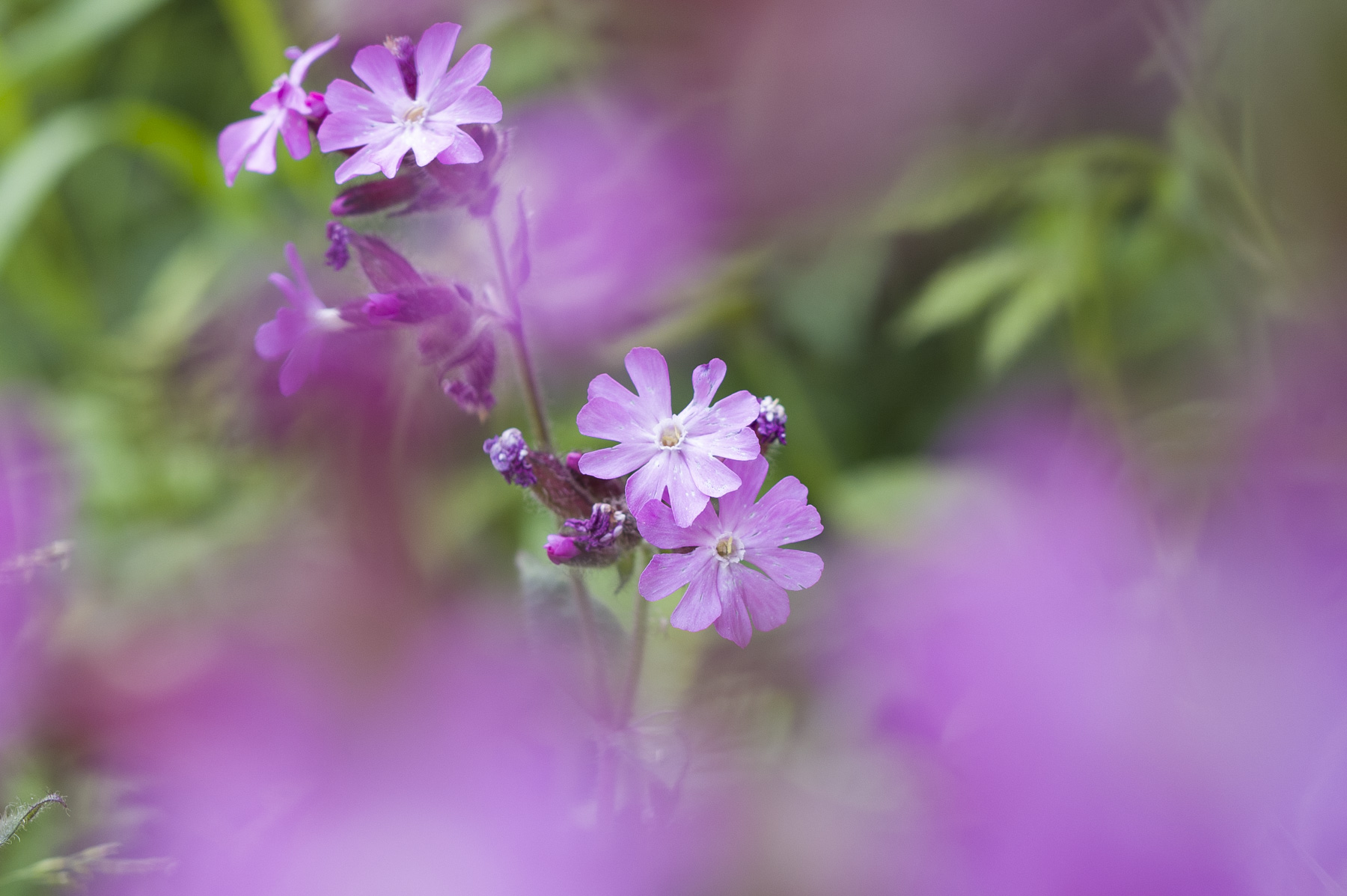 Macro image using the Leica Q3's minimum 17cm focus distance