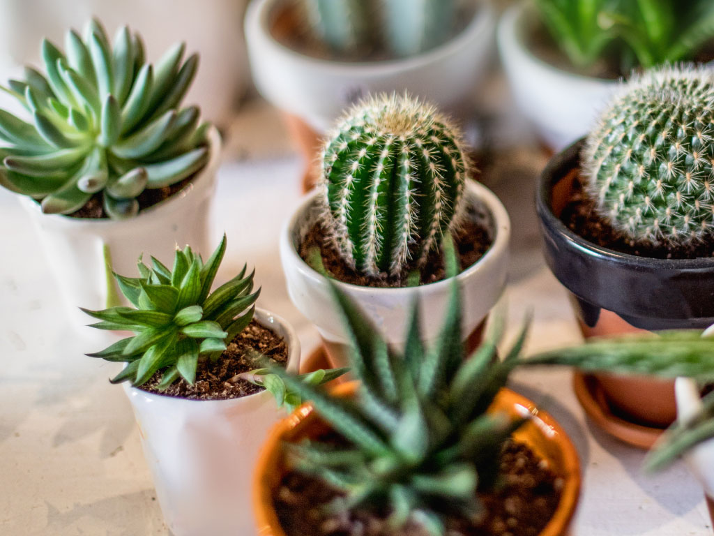 Cacti & Succulents