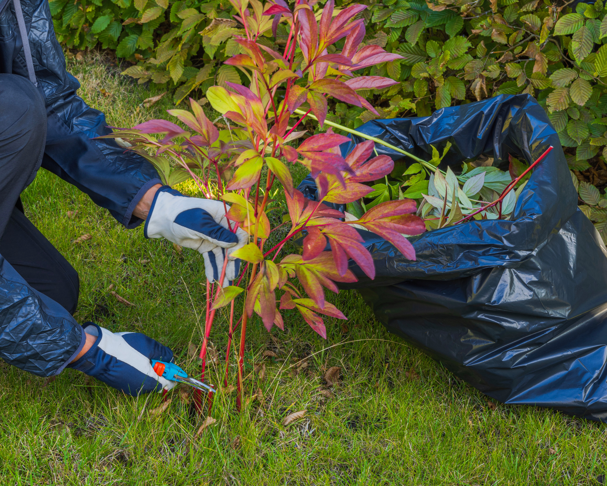 Pruning peonies in fall