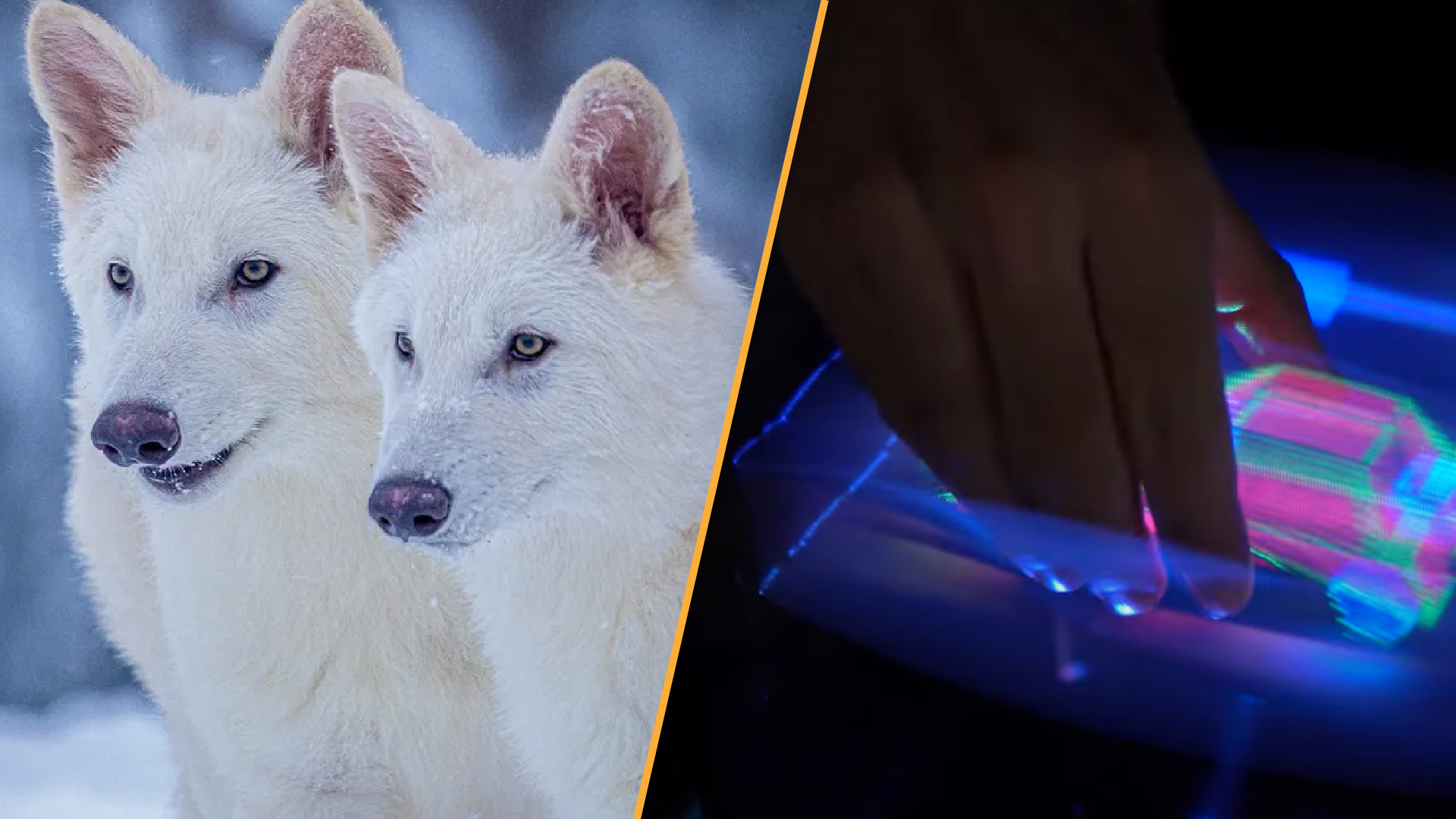 a split-panel image of &quot;de-extincted dire wolves&quot; and a touchable hologram