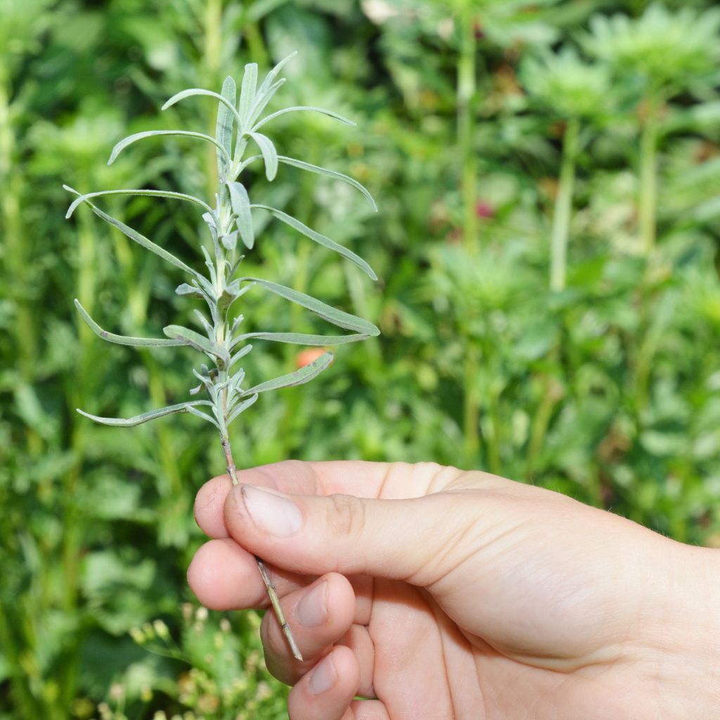 Cutting of Lavender for Propagation