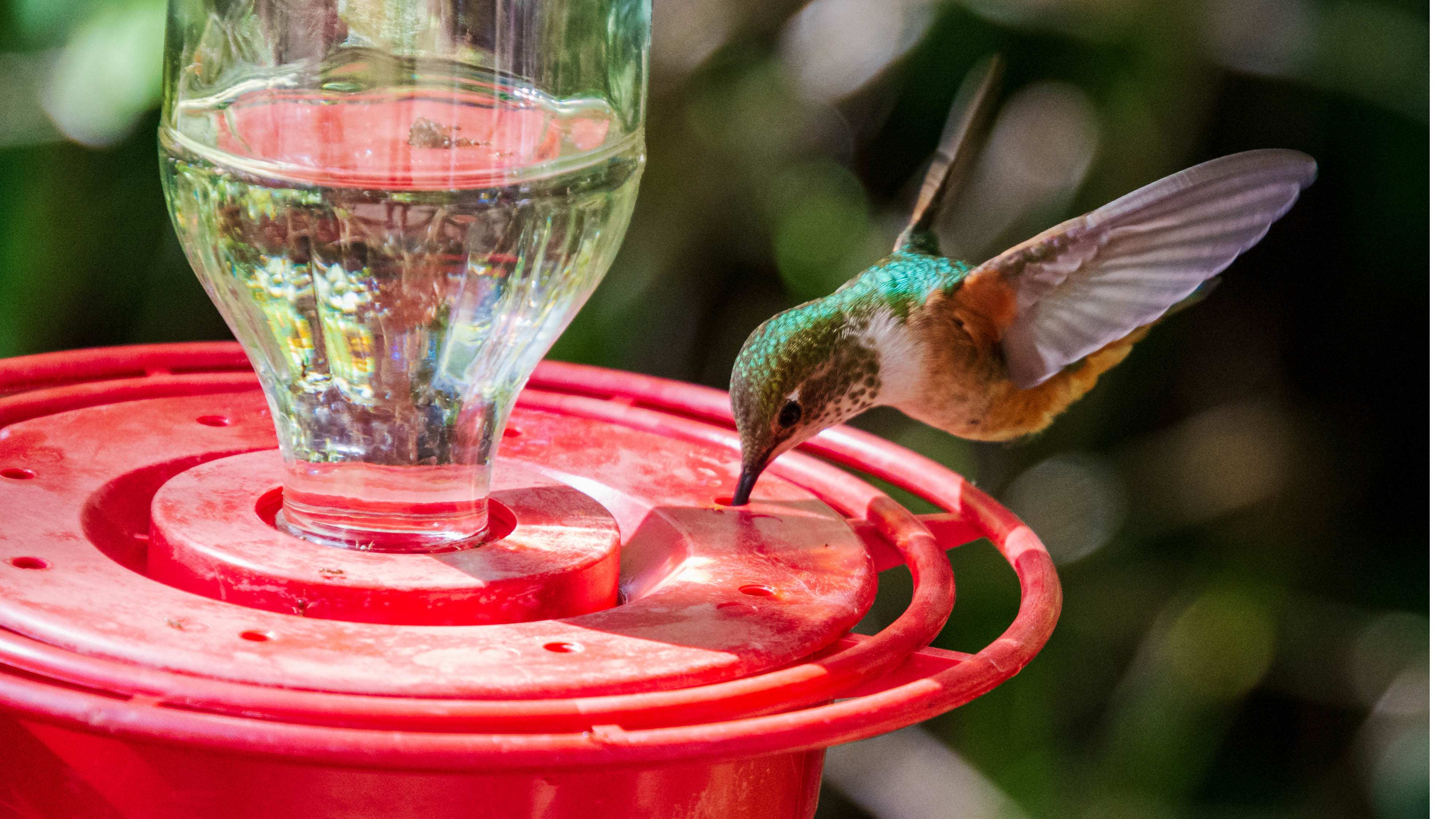 Hummingbird and feeder