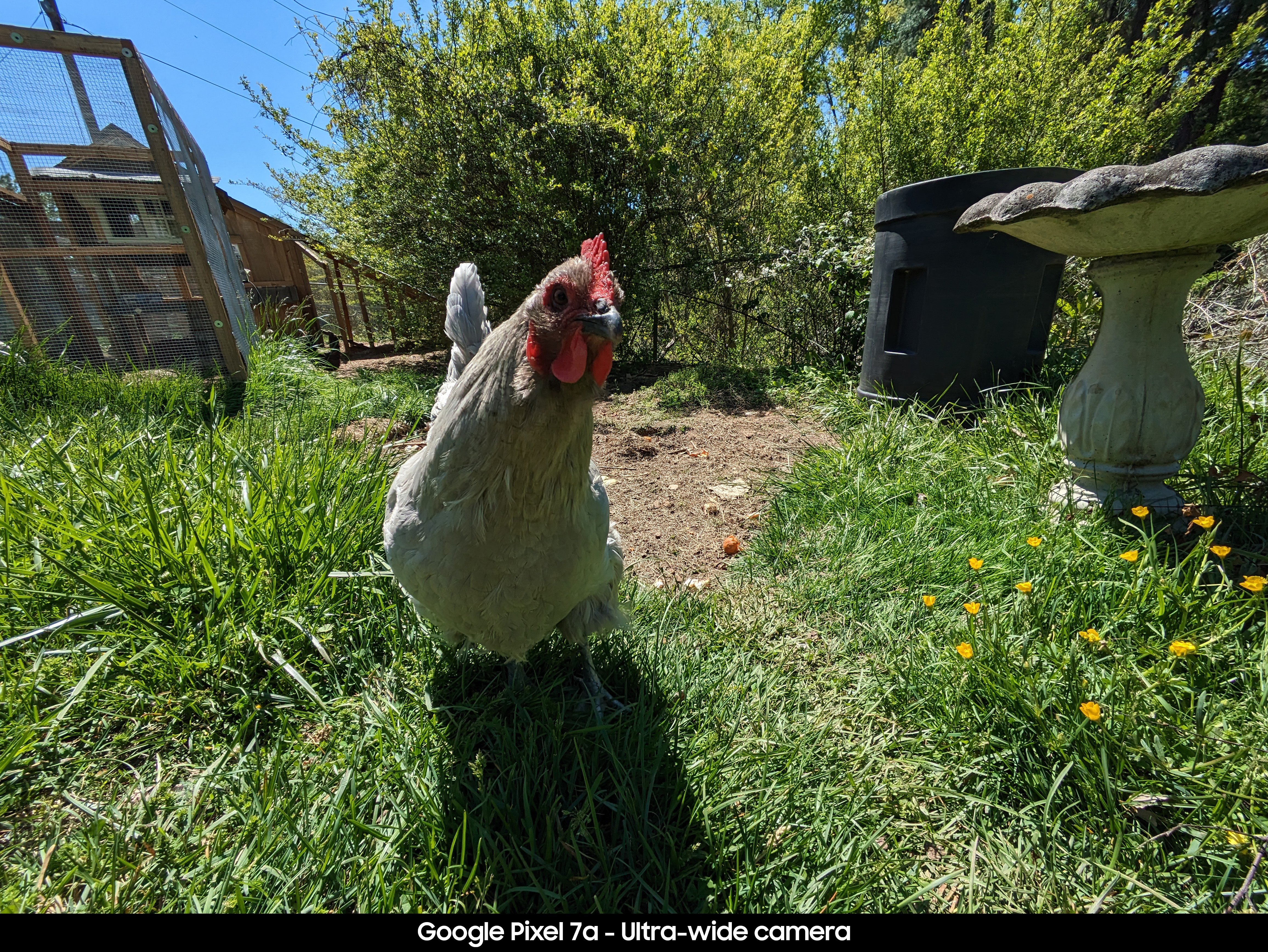 Google Pixel 7a camera sample