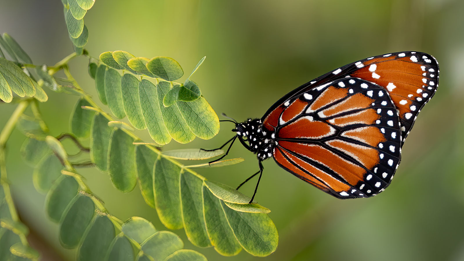 orange butterfly resting on host plant in summer