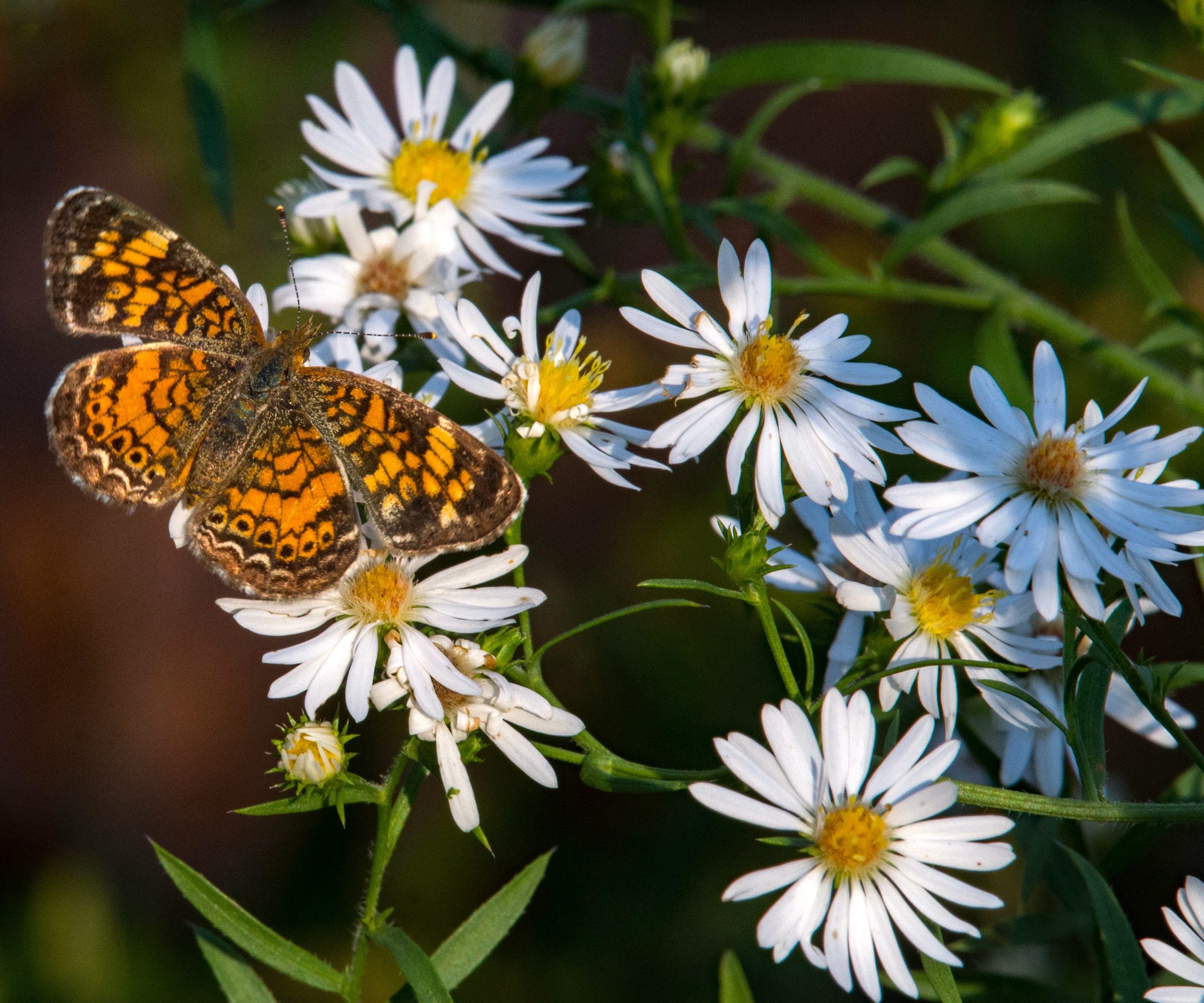 pearl crescent butterfly on daisies