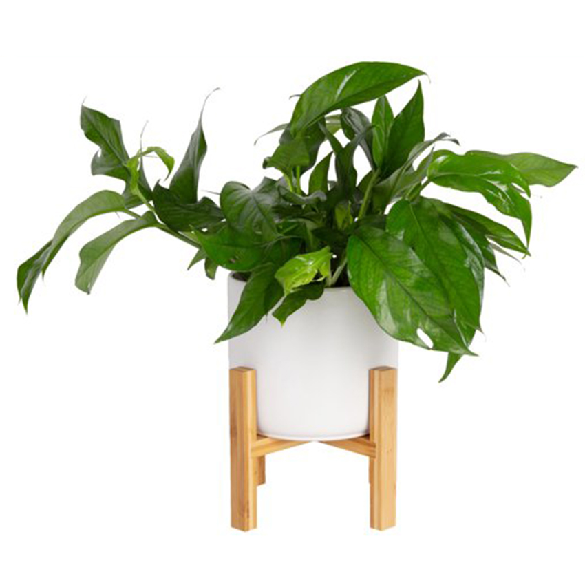 Costa Farms + Tall Green Trending Tropicals Baltic Blue Pothos
